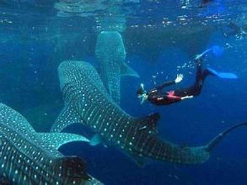 Cebu: Whale Shark Watching and Canyoneering Group Tour - Practical Details & What to Expect