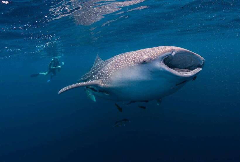 Cebu: Whalesharks, Sumilon Sandbar & Tumalog Falls Tour - Tumalog Falls: Serenity in the Rainforest