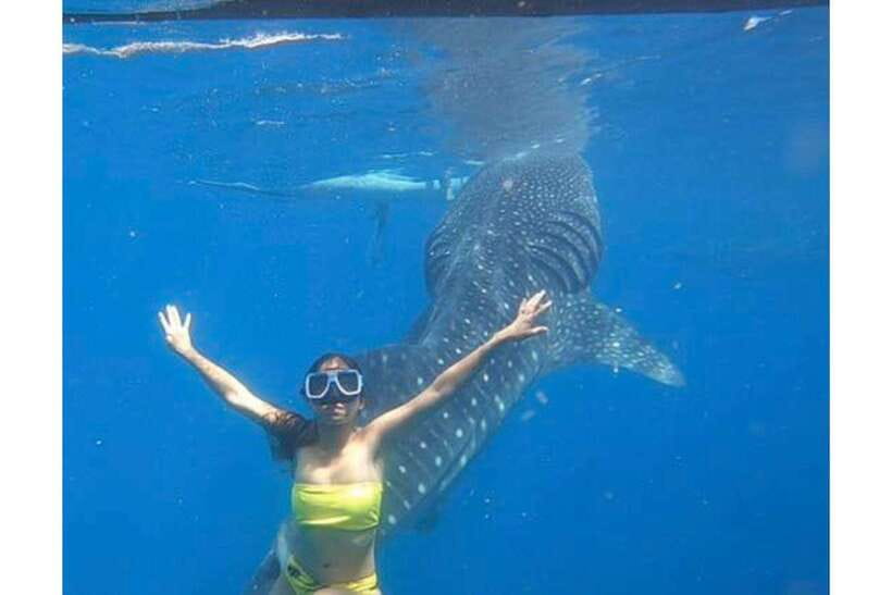 Cebu:Whale Shark, Waterfall, and Sardine Run Group Tour+Meal - The Itinerary in Detail
