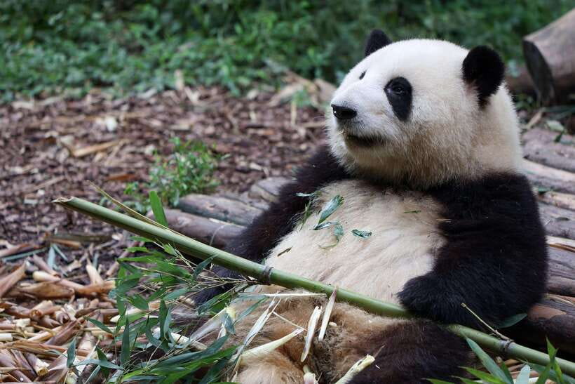 Chengdu: 5-Day Jiuzhaigou and Dujiangyan Tour with Panda - Why This Tour Offers Great Value