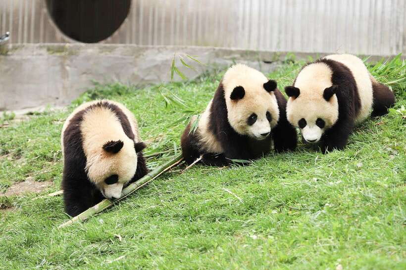 Chengdu Giant Panda Base Half Day Tour (English Tour Guide) - How the Itinerary Works  