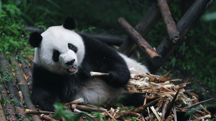 Chengdu: Giant Panda Base Reservation and Entry - How the Tour Works: What to Expect