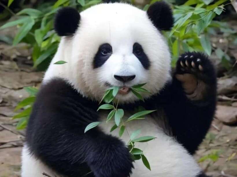 Chengdu: Giant Panda Base, Sanxingdui Museum, and Opera Tour - Detailed Breakdown of the Itinerary