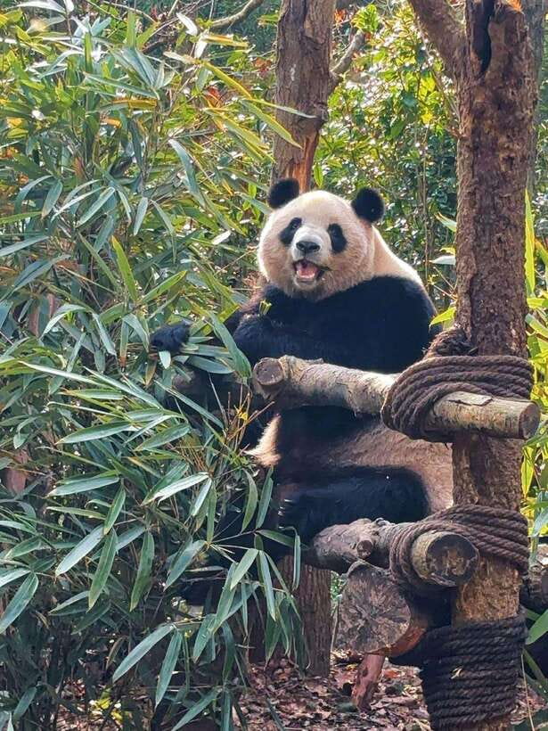 Chengdu: Hidden Wonders Day Tour with Wolong Panda Base - Practical Details and What to Expect
