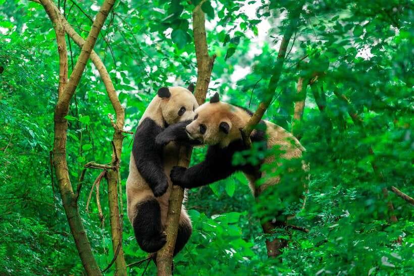 Chengdu Panda Base & Sanxingdui Museum One Day Private Tour - Practical Details and Value  