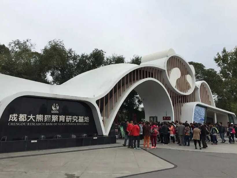 Chengdu: Panda Base Tour/Ticket Only Option - Who Should Consider This Tour?  