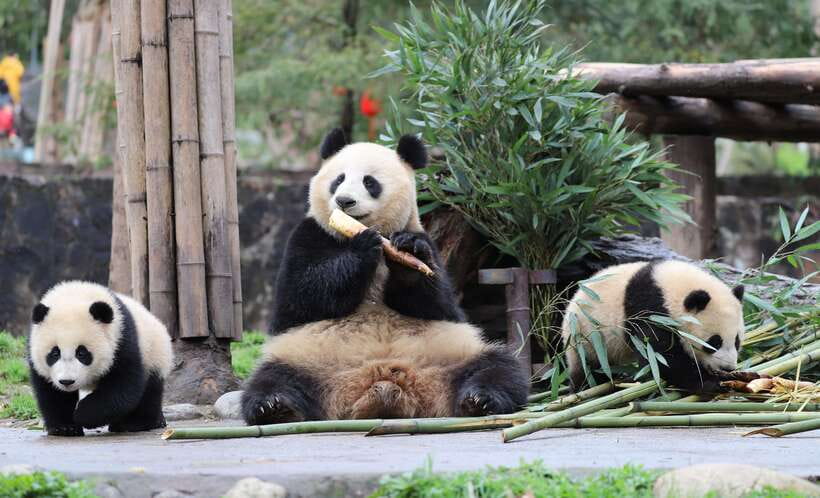 Chengdu: Private Kung Fu Panda Movie Tour with Guide - Exploring the Itinerary