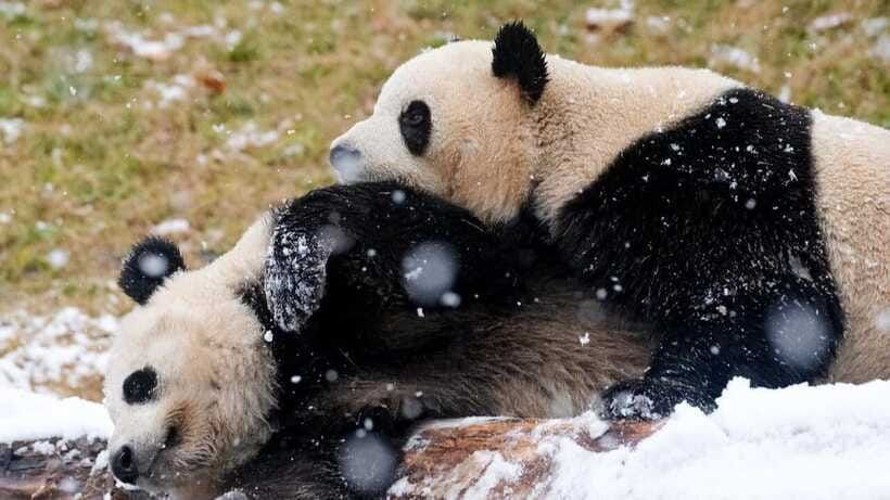 Chengdu Research Base of Giant Panda Breeding - What to Expect During Your Visit