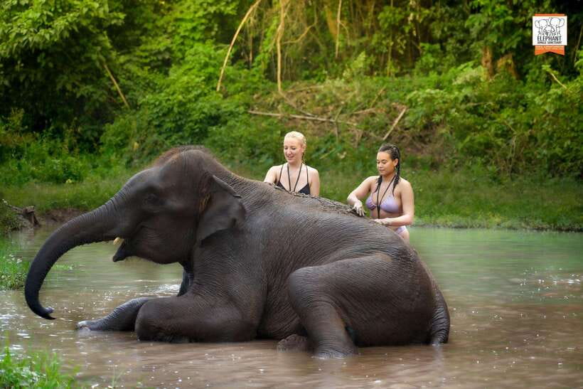 Chiang Mai Elephant Jungle Sanctuary &Mama Noi Cooking Class - Morning Activities at the Elephant Jungle Sanctuary