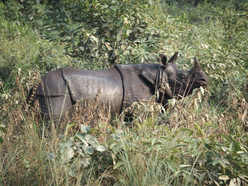Chitwan: Full-Day Safari Canoeing and Jungle Walk and Jeep - The Cultural & Practical Aspects