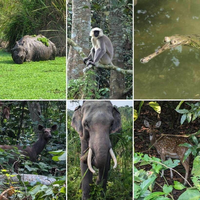 Chitwan National Park: Full-Day Jeep Safari with Lunch - What Makes This Tour Stand Out?