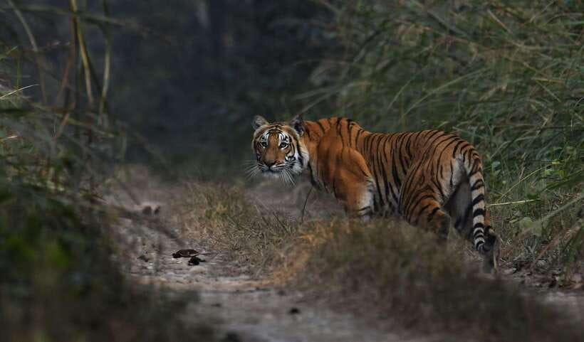 Chitwan National Park Tours: 3 Nights 4 days Full Package - The Value and Practical Considerations