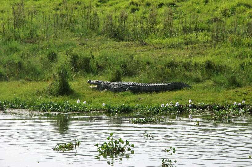 Chitwan National Park: Tower Night Stay with Nature Guide - Authentic Wildlife Encounters and Real Experiences