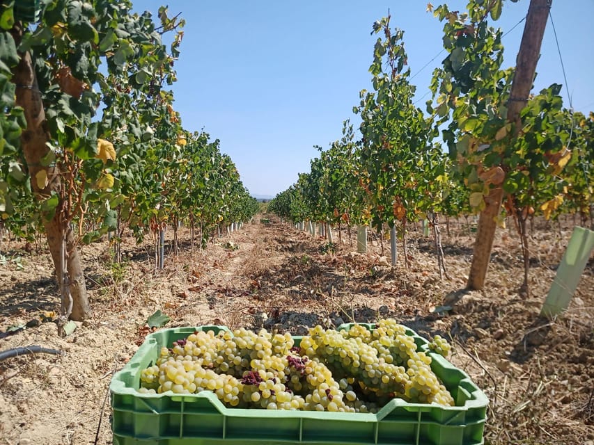 Coimbra: Rota da Bairrada gastronomic tour - In-Depth Look at the Itinerary