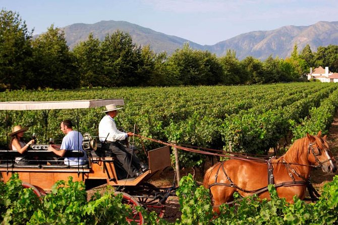 Colchagua Valley Viñas Viu Manet and Montes Alfa - Vineyard Tour Experiences