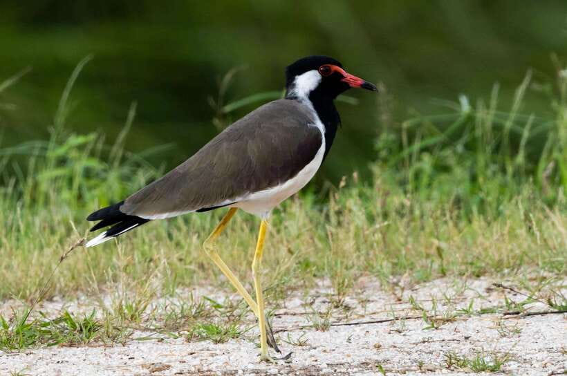 Colombo: Bird watching around Colombo-Guided Tour - 06 hours - Who Should Consider This Tour?