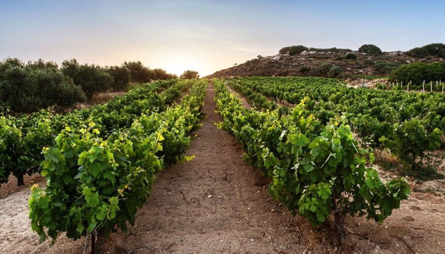 Crete: Craft Beer & Cretan Flavors Tour with Lunch - Who Would Love This Tour?