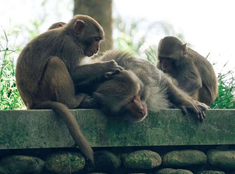 Da Nang: Marble Mountain, Lady Buddha and Hidden Gems Tour - Monkey Mountain (Son Tra Peninsula)