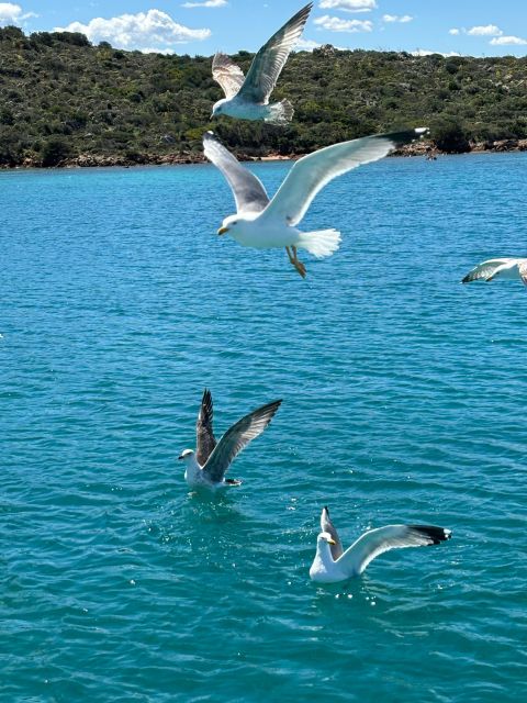Da Palau:Tour in barca a vela nell'Arcipelago La Maddalena - A Deep Dive Into the La Maddalena Sailing Tour