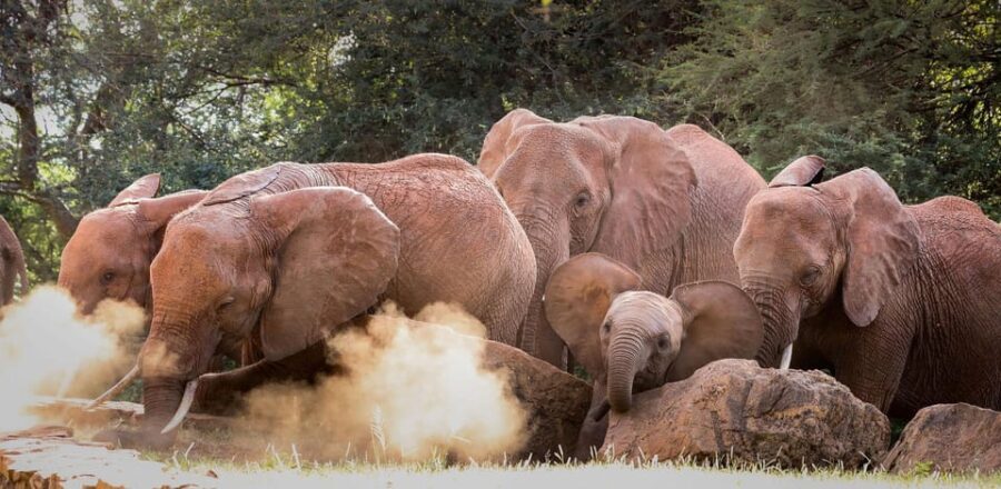 DAY TOUR: DAVID SHELDRICK ELEPHANT TRUST & GIRAFFE CENTER - How This Tour Balances Education, Conservation, and Fun
