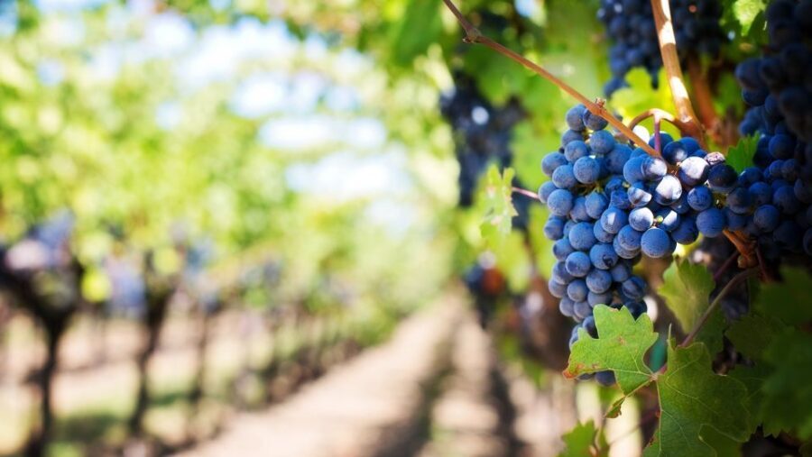 Day trip to Moldova - visit Chisinau and Cricova Winery - Practical Details and Value