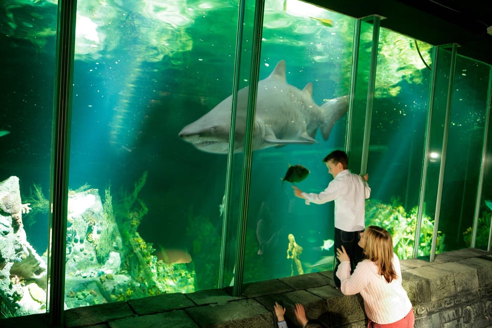 Dingle: Oceanworld Aquarium Admission Ticket - What to Expect on Your Visit