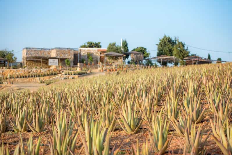 Discover Aloe: A Farm Walk & Workshop - What You Can Expect: A Step-by-Step Overview