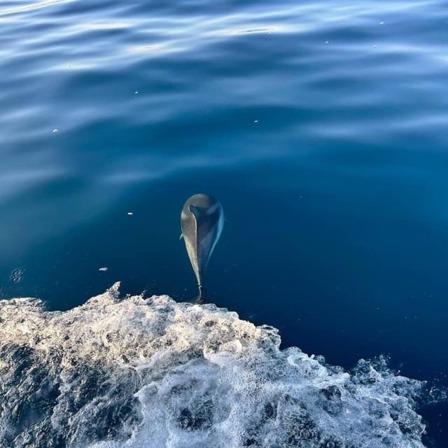 Discover Sardinia: Dolphin Watching and Capo Figari Tour - The Itinerary: A Closer Look