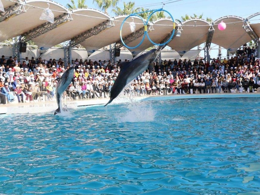 Dolphin Show Tour with Transfer from Alanya & Side - Analyzing the Value for Travelers