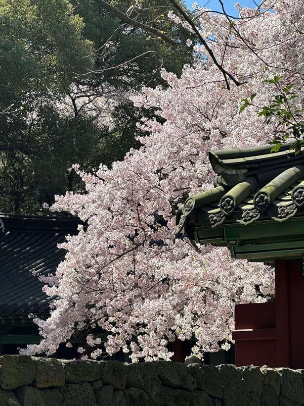 East Jeju Cherry Blossom & Woman Diver Show Small Group Tour - Assessing the Value  