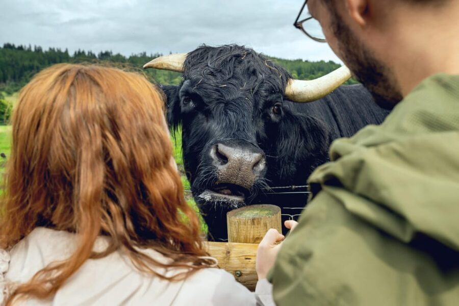 Edinburgh to Scottish Highlands: Whisky, Views & Hairy Coos - The Highlight: Deanston Distillery