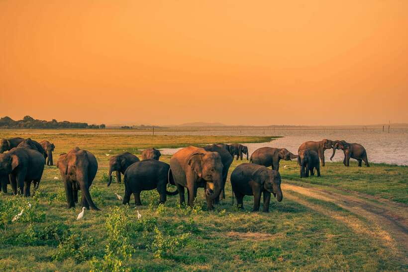 Elephant Jeep Safari at Minneriya National Park - Why This Safari is Worth Considering
