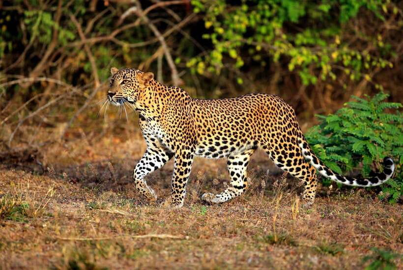 Ella: All Inclusive Yala Half Day Leopard Safari - Exclusive - What to Expect on the Tour
