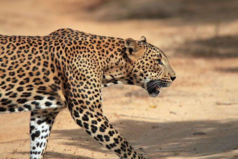 Ella: Drop to Tangalle/Mirissa/Galle & Udawalawa Safari Tour - What You Should Know About Pricing and Inclusions