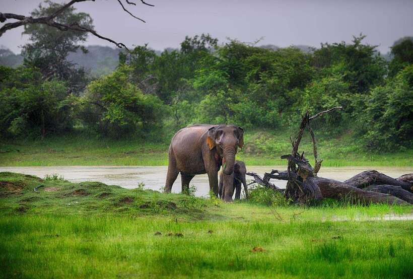Ella: Transfer to Tangalle/Mirissa/Galle & Yala Safari Tour - Why This Tour is a Good Fit