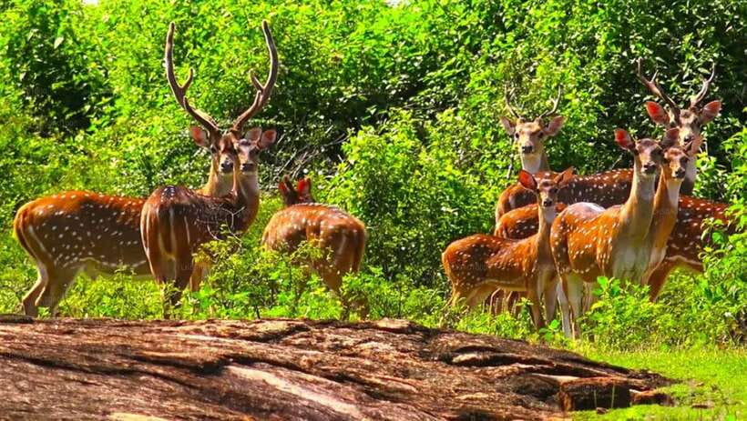 Ella - Udawalawa Safari - Drop to Mirissa/Weligama/Galle - Who Will Love This Tour?