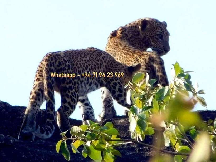 Ella: Yala safari tour w local guide tush & Drop at Tangalle - Why Choose This Yala Safari Tour?