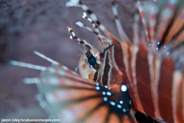 Enjoy 3 Fun Dives in Kota Kinabalu | Certified Divers - Who Should Book This Tour?