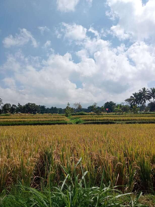 Enjoy the rice field Panorama in Tete batu village - Discovering Tete Batu: A Village of Charm and Culture