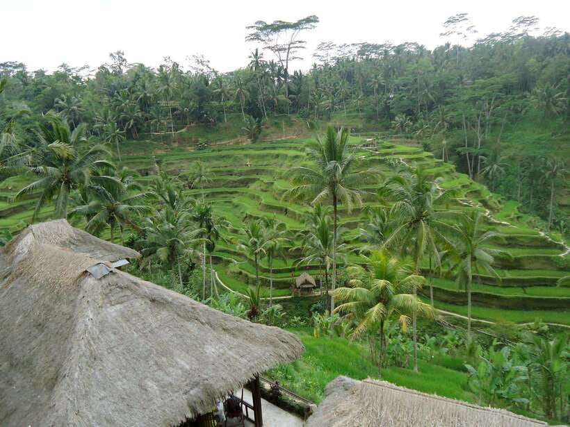 Enjoy Ubud : Tegallalang, Tegenungan Waterfall/ Private Tour - The Value of This Tour