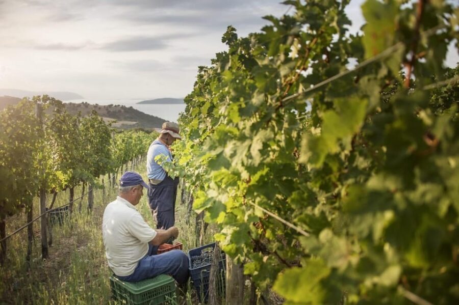 Evening of Wine and Scenic Views in Skiathos - What You Can Expect