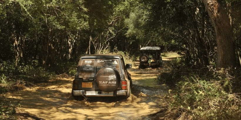 Exclusive : Wildlife Full Day Adventure in Wilpattu - The Itinerary in Detail