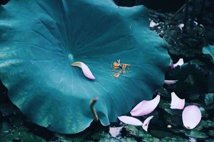 Experience Ancient West Lake in Hangzhou - Traveler Insights and Real Experiences