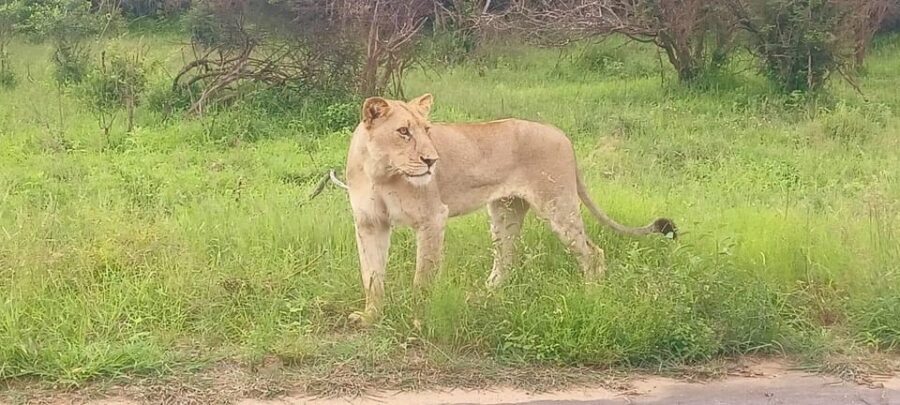 Explore Kruger Park & Sabi Sands for 4 Days & 3 Nights - A Practical Breakdown of the 4-Day Experience