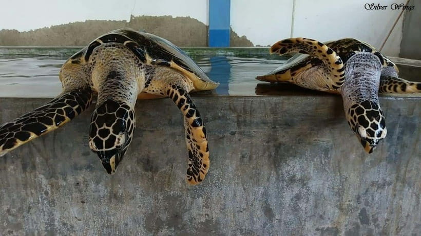 Exploring : Galle, Madu River & Turtle Hatchery Adventure - Frequently Asked Questions