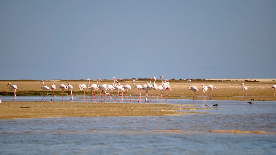 Faro: Ria Formosa Eco Birdwatching Boat Tour - Detailed Itinerary and What to Expect