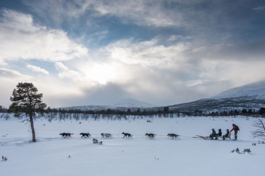 From Abisko: Dog Sledding Excursion to Kiruna with Fika - Setting the Scene: What to Expect from the Tour