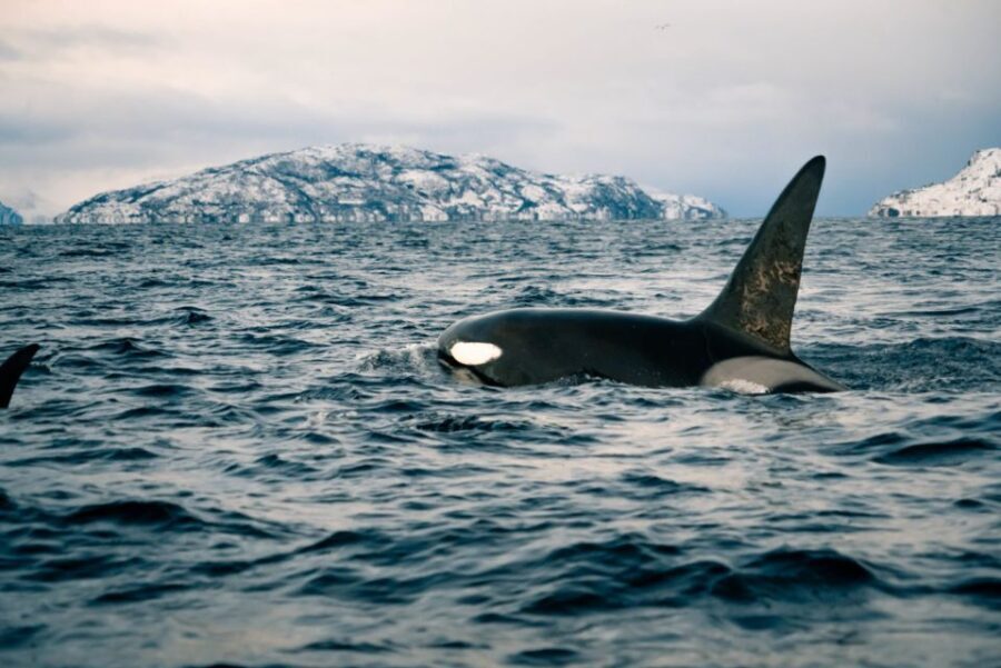 From Alta: Small Group Whale Watching by RIB - The Value of the Experience