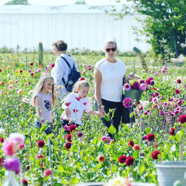 From Amsterdam: Holland Flower and Windmill Tour - summer ed - What You Can Expect on This Tour