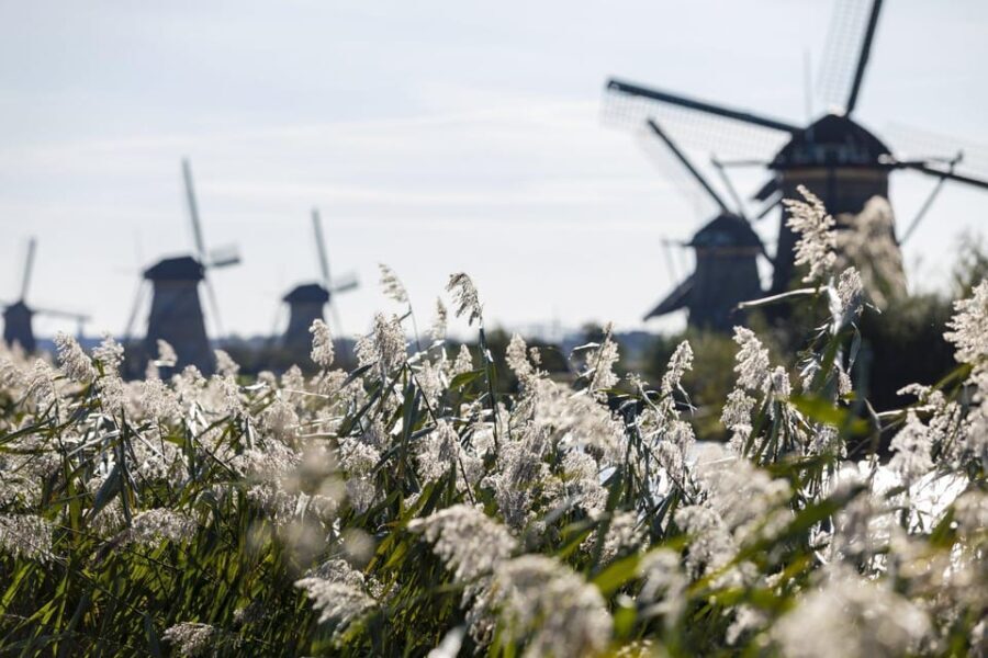 From Amsterdam: Kinderdijk, Delft & Mauritshuis Private Tour - Transportation & Comfort